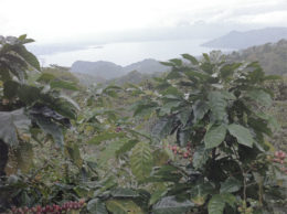 Arabica specialitás érkezett Hondurashól, a SAN JOSÉ farmról