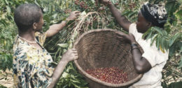 Bourbon Arabica specialitás érkezett Burundiból!